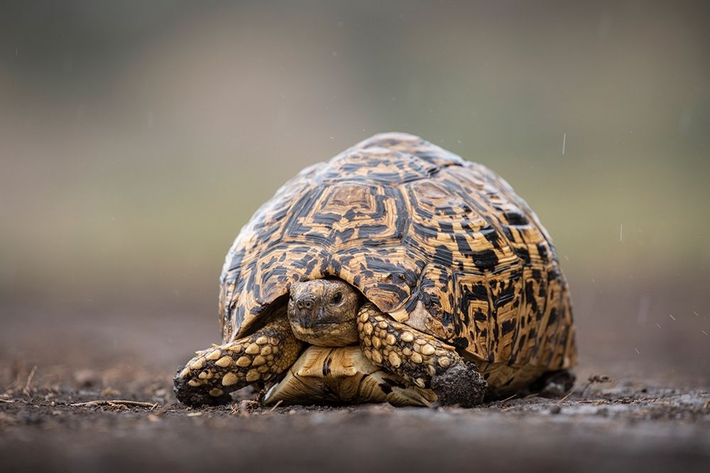 Africa-Tanzania-Ngorongoro Conservation Area-Leopard Tortoise